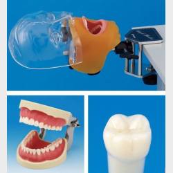 Simpelt fantomhoved - samlet pakke m. protetisk &amp; restorativ trningsmodel
